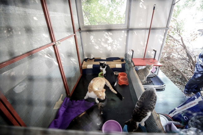 Sokak kedilerine karavandan yuva yaptılar